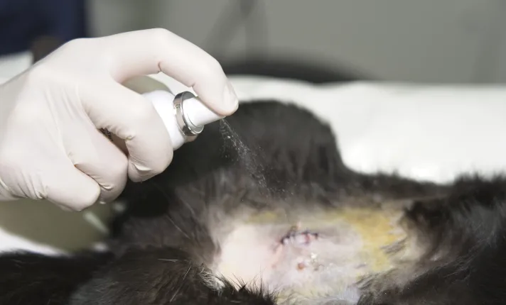 Klorexivet, favorece la cicatrización de heridas de animales de compañía