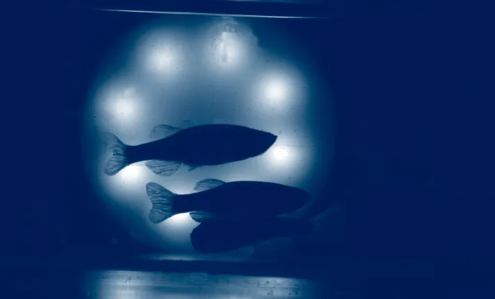 Zebrafish Chineka ZeClinics