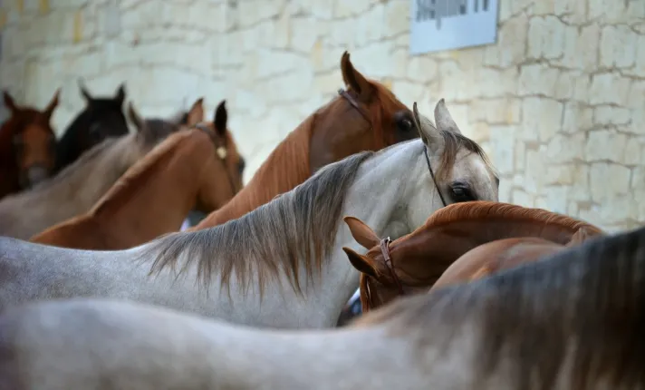 Validation batches of the vaccine against equine strangles Strangvac is completed