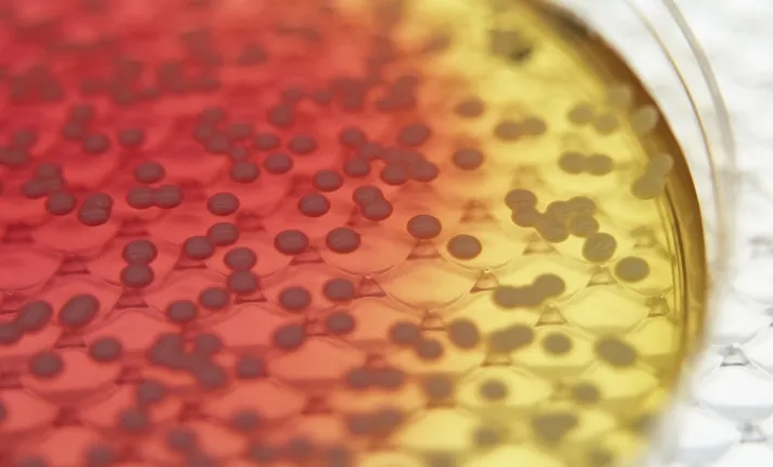 Dos socios de AseBio recibirán casi 30 millones de euros para investigar contra el coronavirus (3660)