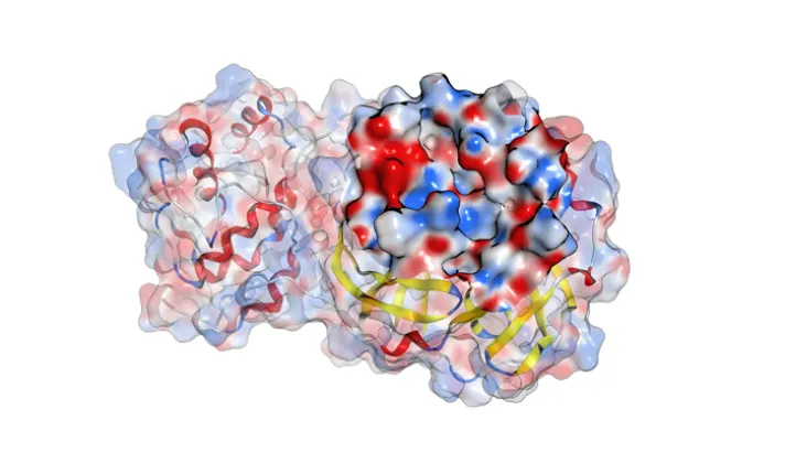 Un potencial inhibidor de proteasa para combatir el COVID-19