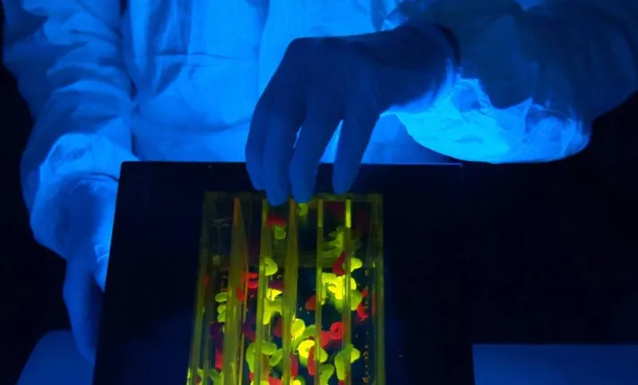 Tecnología Algenex basada en insectos para acelerar la producción de nuevas vacunas