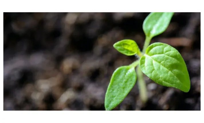 Webinar: Una bioeconomía circular, proporcionando soluciones al Plan de Recuperación Verde de la UE