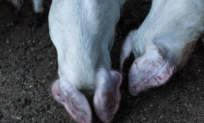 Algenex and Global DX sign agreement to develop and commercialize diagnostic products for the detection of African Swine Fever