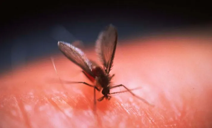 Nucleótidos y AHCC® demuestran favorecer la inmunidad celular en leishmaniosis, en nuevo estudio in vitro