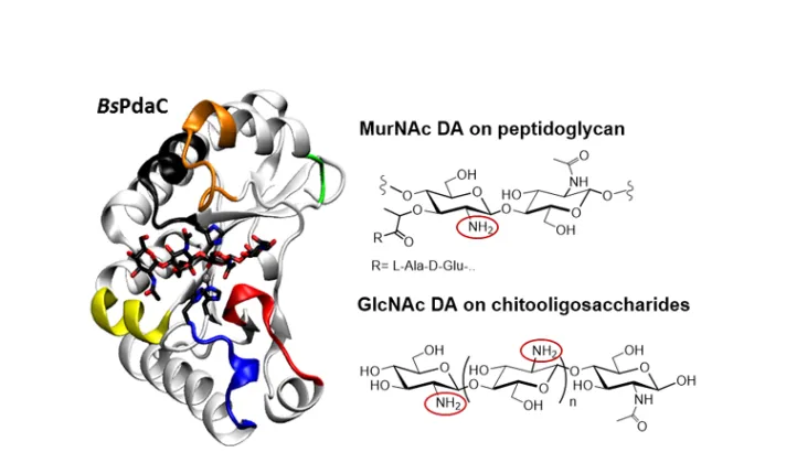 Estructura de BsPdaC