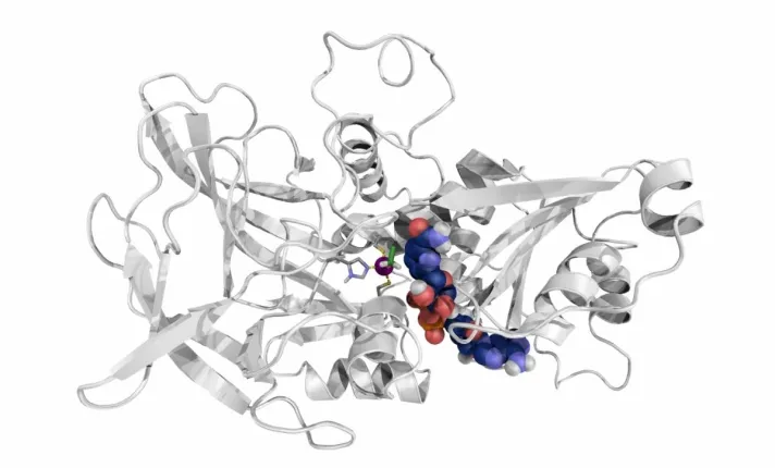 Alcohol dehydrogenase