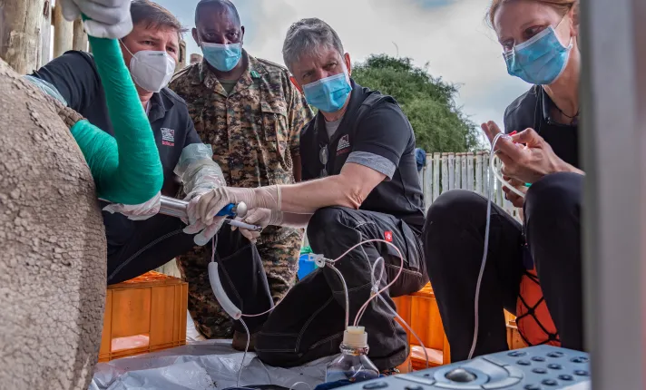 foto embriones merck