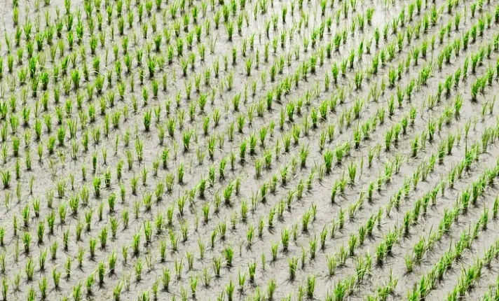 agricultura edicion genomica