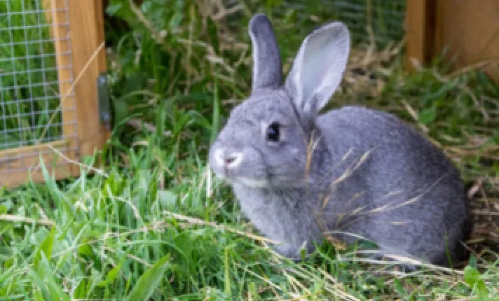 Opinión positiva vacuna enfermedad hemorrágica conejo