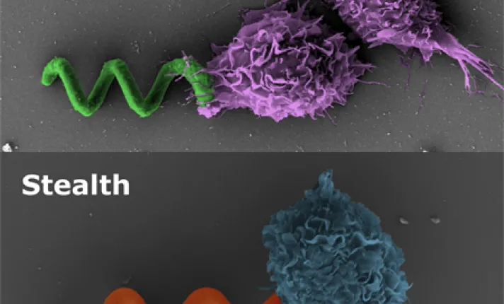 Microrobots eliminados por células inmunes (superior) y microrobots zwitteriónicos camuflados no detectados (inferior)