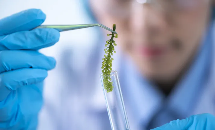 microalga reportaje bioproductos