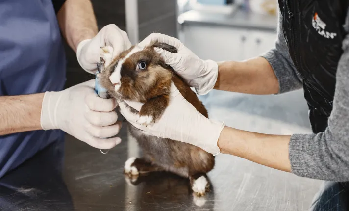 salud-animal-biotecnología