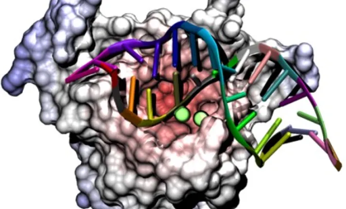 Ribonuclease H processing the hybrid DNA RNA helix