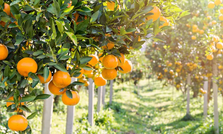 FRUTALGA_proyecto_AINIA