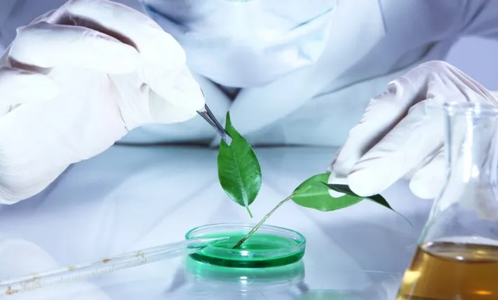 experimento-cientifico-planta_144627-1310