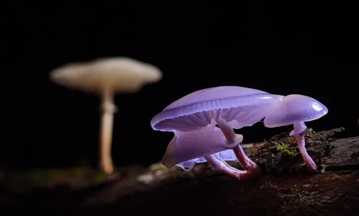 La biotecnología en el desarrollo de ingredientes