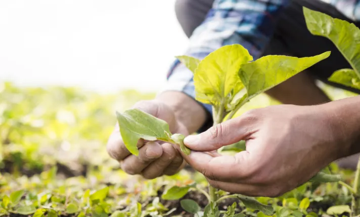Agricultor en un campo de cultivo