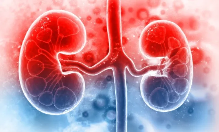 Imagen recurso de unos pulmones