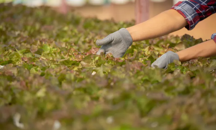 Agricultor en un campo de cultivo
