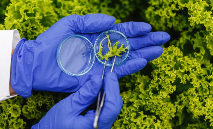 Científico analizando plantas