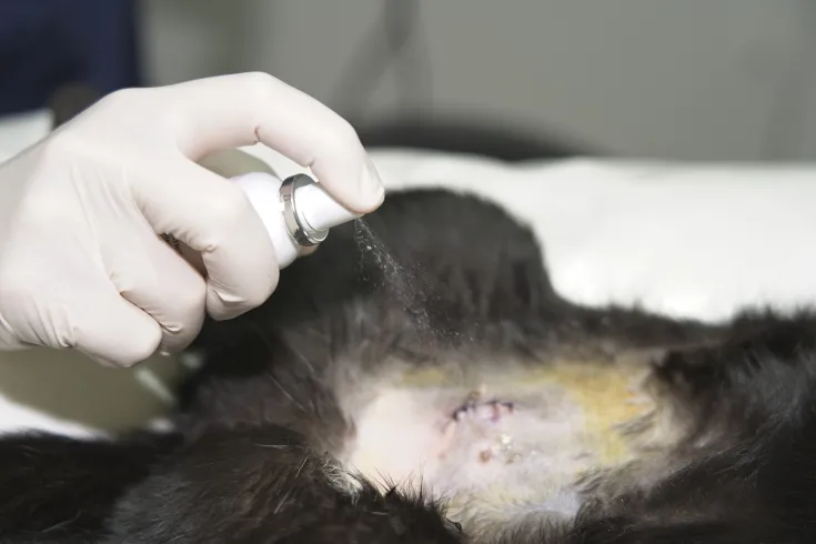 Klorexivet, favorece la cicatrización de heridas de animales de compañía