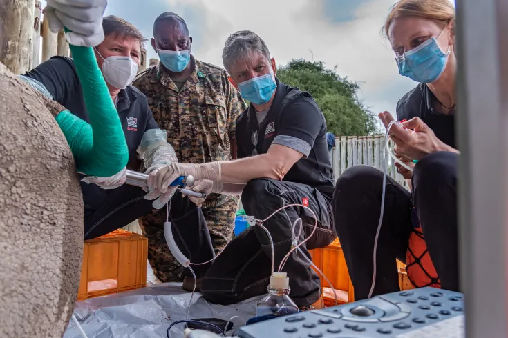 foto embriones merck