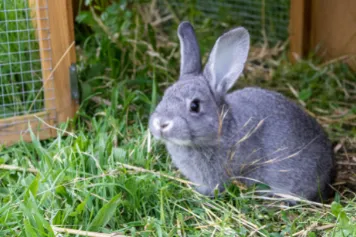 Opinión positiva vacuna enfermedad hemorrágica conejo