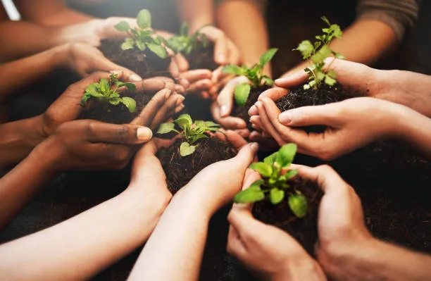 Unas manos sostienen en sus palmas tierra y plantas 