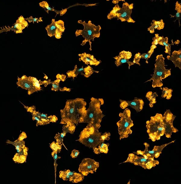 nueva función para los macrófagos