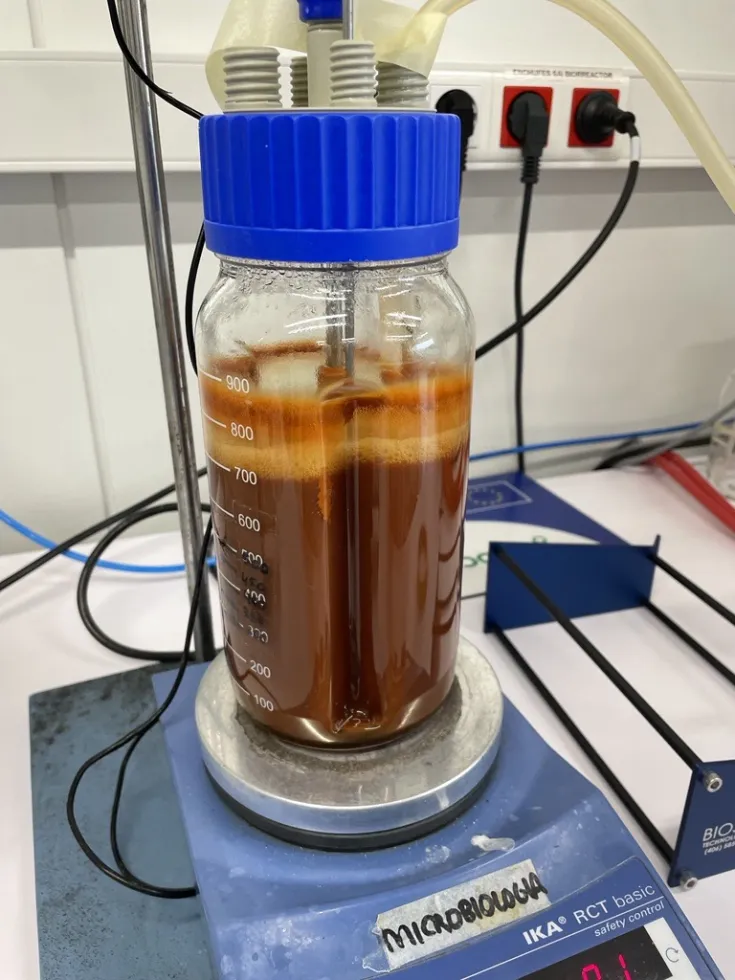 Enzymatic polymerization reaction of ferulic acid in a bioreactor.