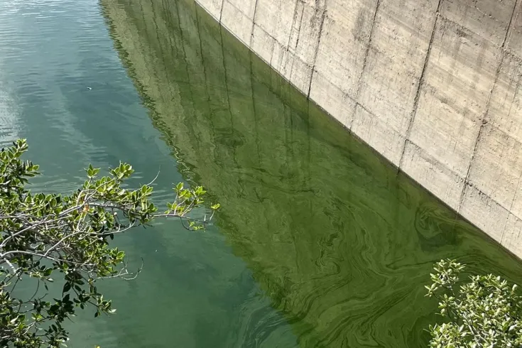 IQS lidera un proyecto para blindar la calidad del agua potable ante la proliferación de cianobacterias causada por la sequía
