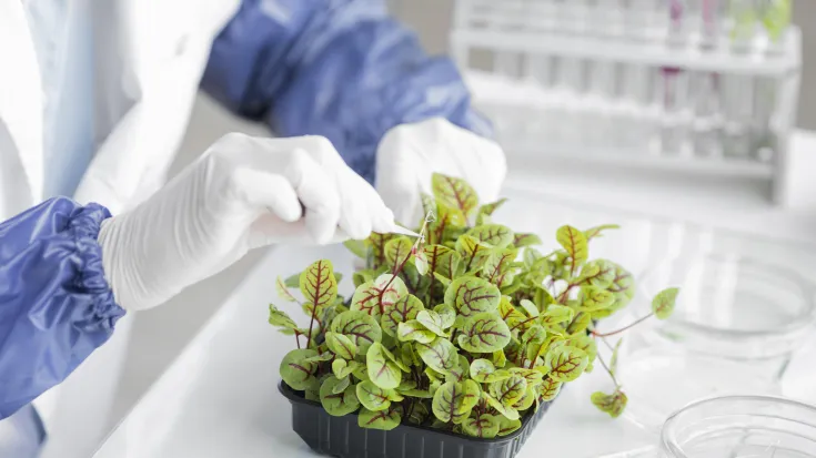 Científico analizando muestras de plantas en un laboratorio