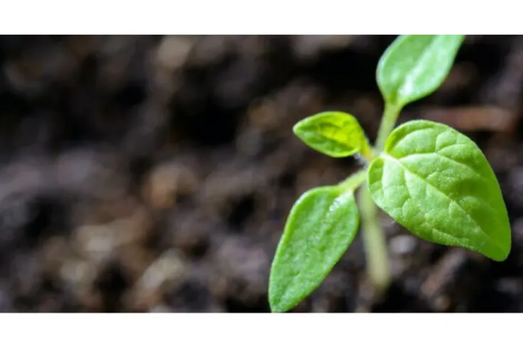 Webinar: Una bioeconomía circular, proporcionando soluciones al Plan de Recuperación Verde de la UE