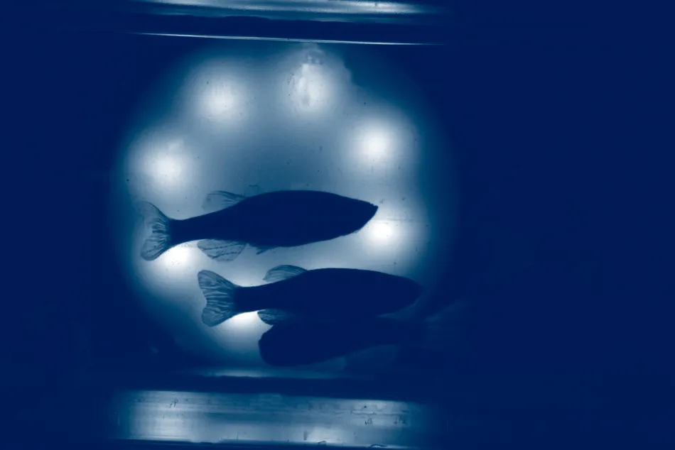 Zebrafish Chineka ZeClinics