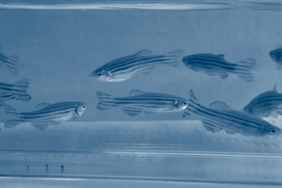 Peces ZeClinics UCSF