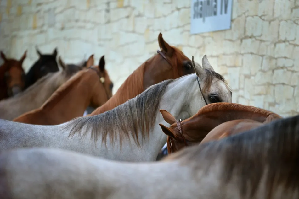 Validation batches of the vaccine against equine strangles Strangvac is completed