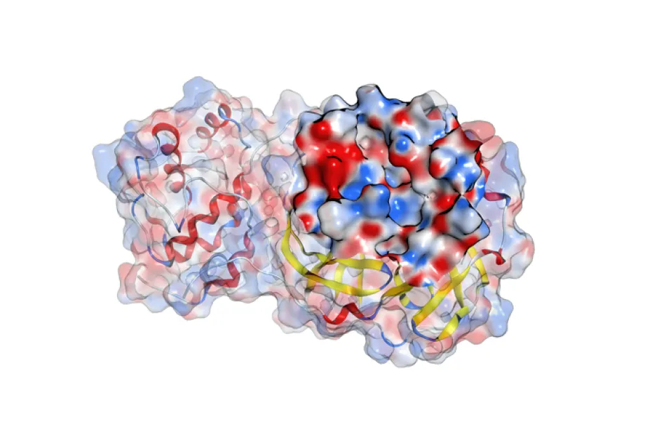 Un potencial inhibidor de proteasa para combatir el COVID-19