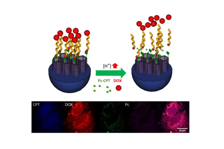 MSN bajo estímulo de pH y liberación de los fármacos 