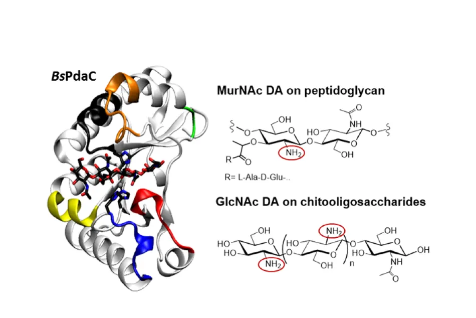Estructura de BsPdaC