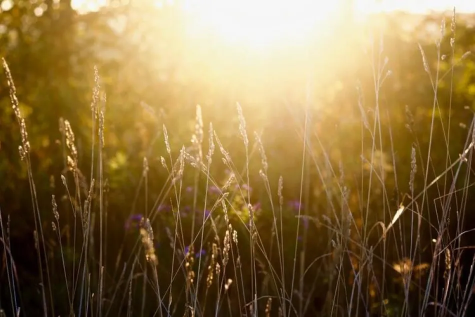 sunlight