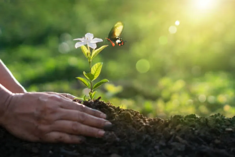 Unas manos sobre la tierra mientras que un insecto despega su vuelo 