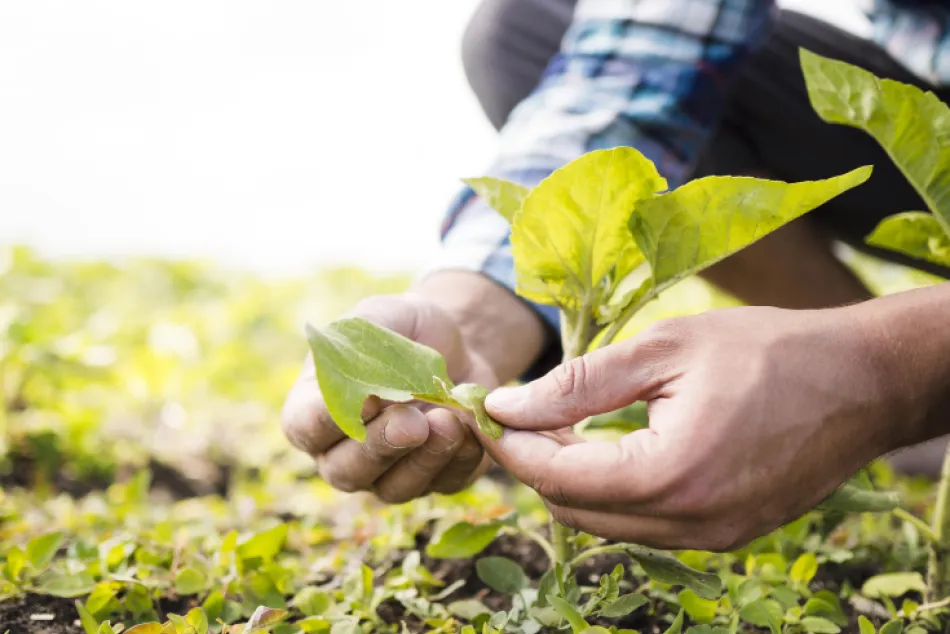 Agricultor en un campo de cultivo