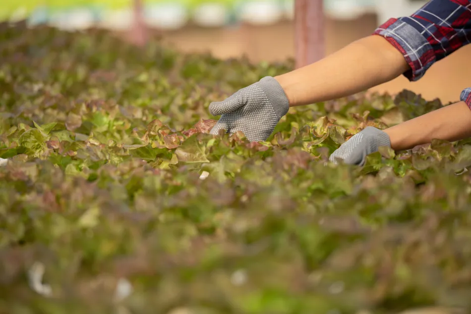 Agricultor trabajando en el campo
