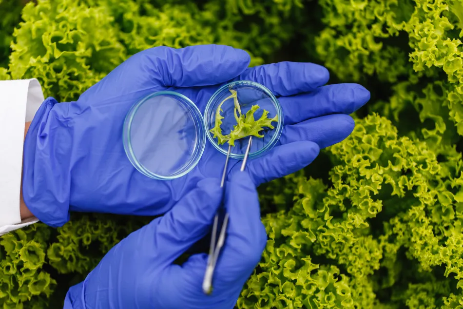 Científico analizando muestras de plantas